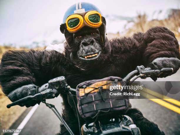 gorilla in moto - mountain gorilla foto e immagini stock