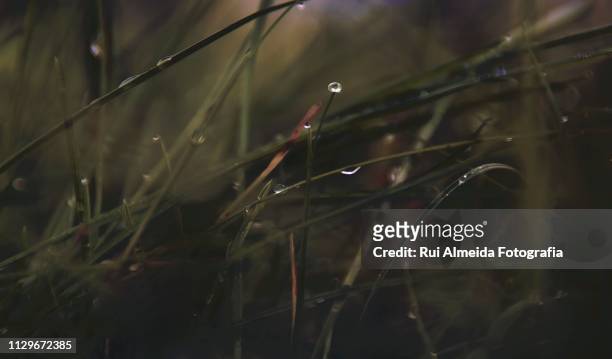drop of water at the tip of the grass - primeiro plano 個照片及圖片檔