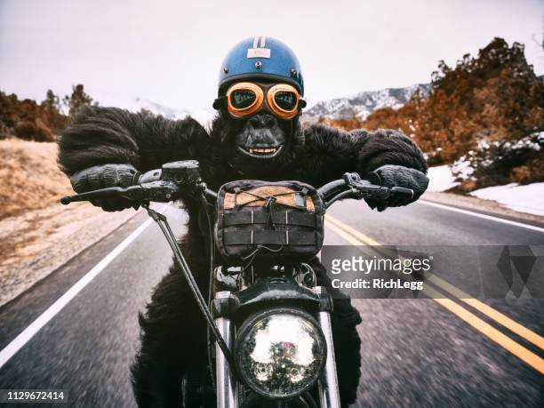 gorille sur une moto - moto humour photos et images de collection