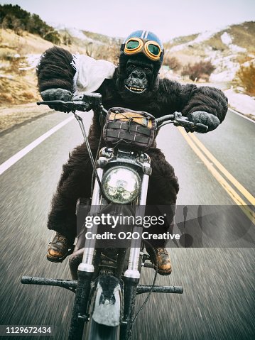 Vêtement Moto Tour Sweat à Capuche Motard Gorilla - Style Biker Vêtement Moto Tour Sweat à Capuche Motard Gorilla - Style Biker