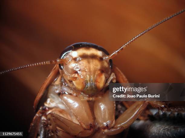 cockroach head portrait - küchenschabe stock-fotos und bilder