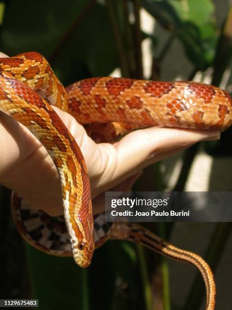 corn snake on hand - corn snake stockfoto's en -beelden