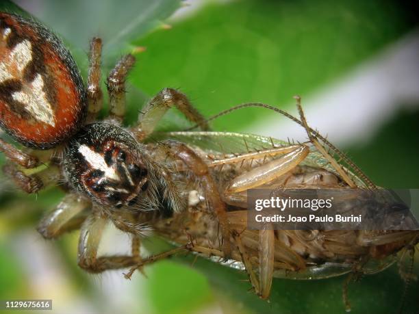 jumping spider eating a cockroach - animais caçando fotografías e imágenes de stock