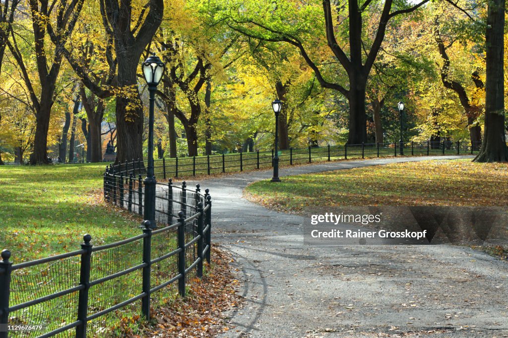 Winding Path in Central Park in Autumn