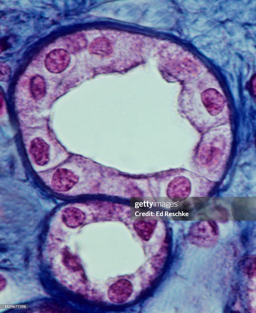 KIDNEY TUBULES--SIMPLE CUBOIDAL EPITHELIUM, Cross Sections, Human, 350X