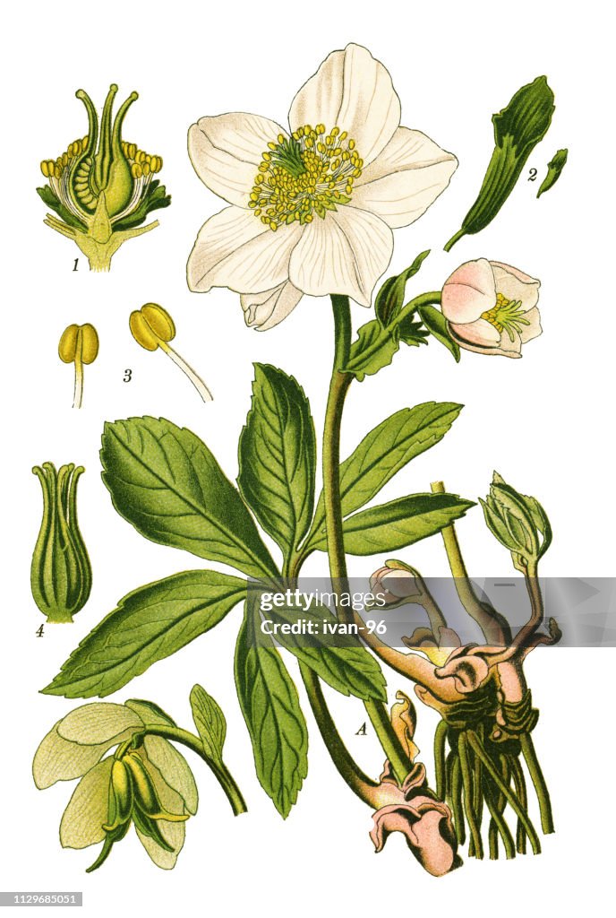 Christmas rose, black hellebore
