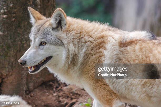 Himalayan wolf or the Canis lupus himalayebsus Gray in zoo captivity in Padmaja Naidu Himalayan Zoological Park in Darjeeling, West Bengal, India....