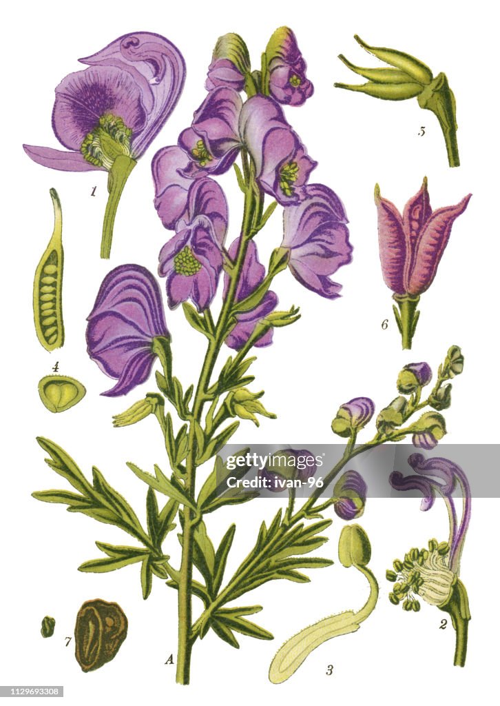 Monk's-hood, aconite, wolfsbane