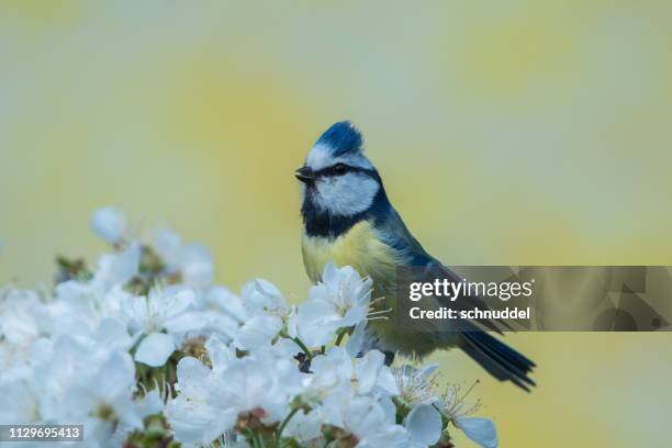 blue tit in spring - sich niederlassen stock pictures, royalty-free photos & images