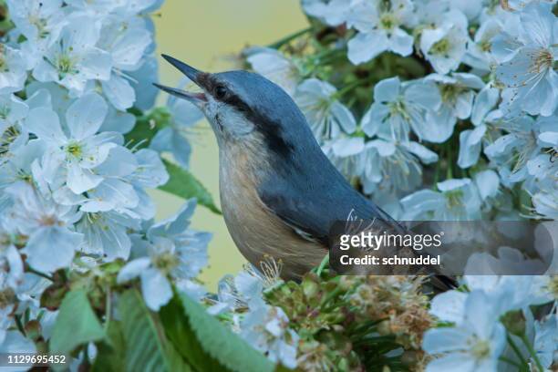 eurasian nuthatch in spring - tierflügel stock pictures, royalty-free photos & images