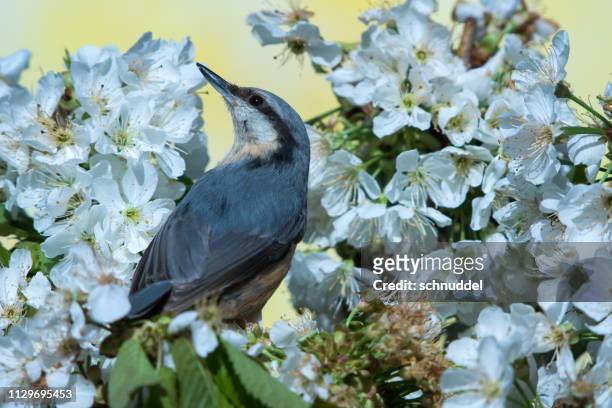 eurasian nuthatch in spring - niedlich stock pictures, royalty-free photos & images
