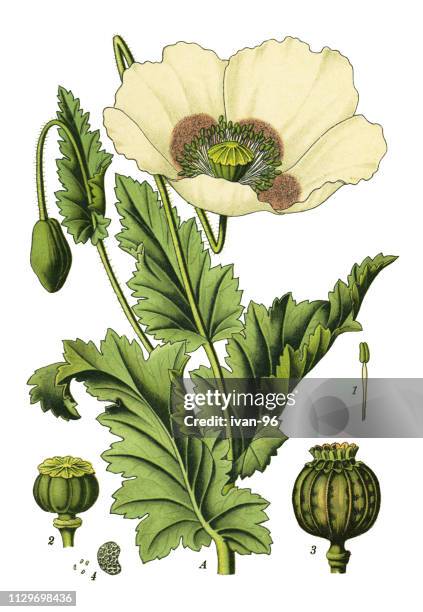 opium poppy - opium poppy stock illustrations