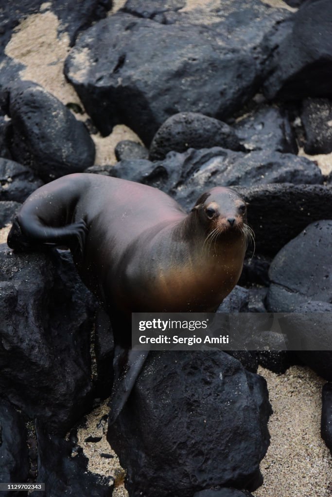 A sea lion in San Cristobal, Galapagos Island