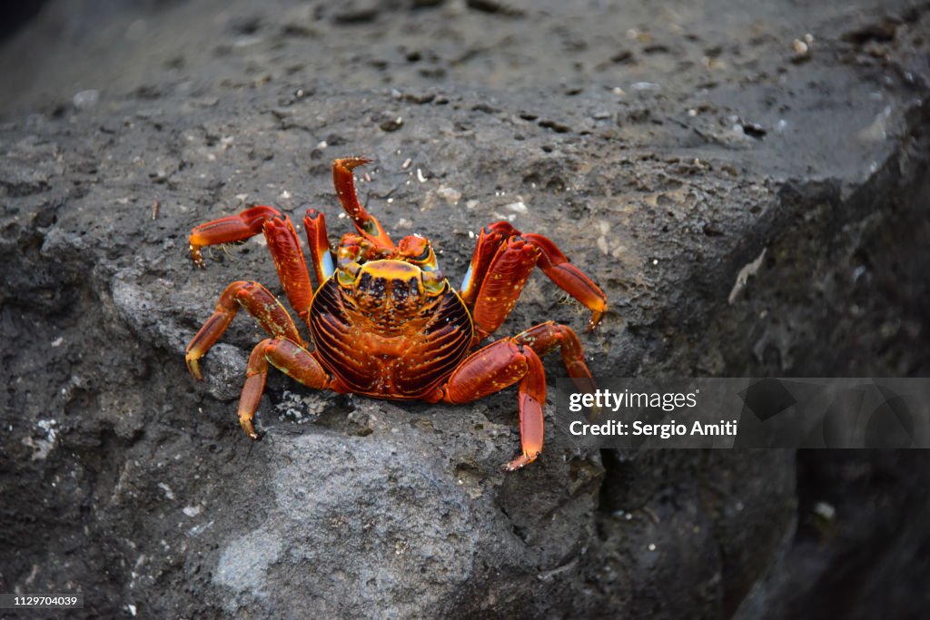 Sally lightfoot crab on a rock