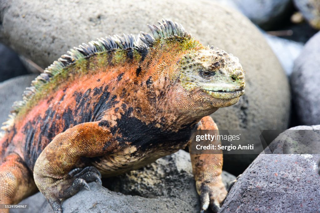 Marine Iguana in San Cristobal Galapagos