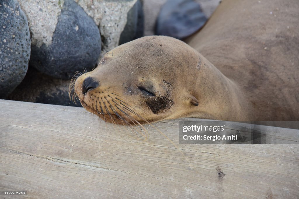 A sea lion in San Cristobal, Galapagos Island