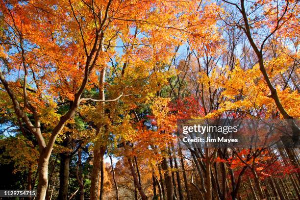 紅葉 - 紅葉 stock pictures, royalty-free photos & images