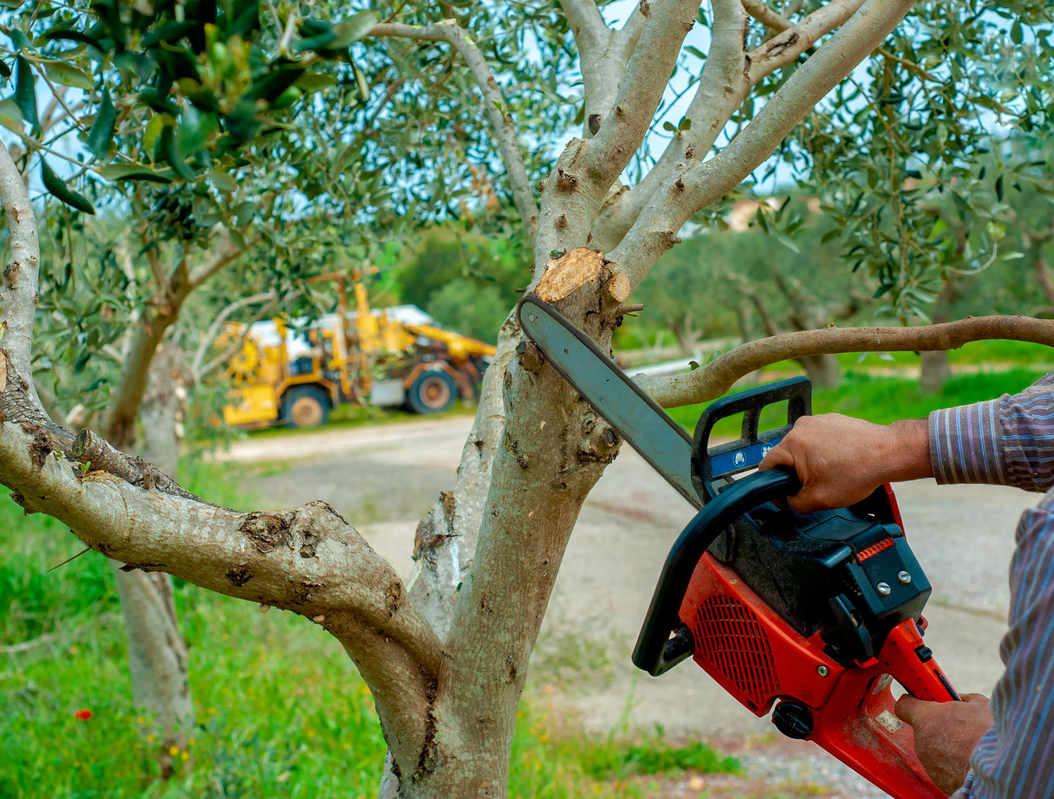 tree service cost