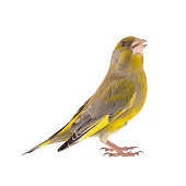 Greenfinch isolated on a white background. Carduelis chloris