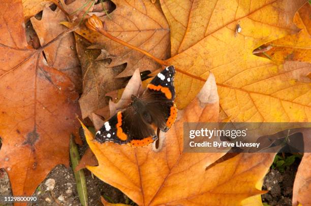 red admiral butterfly - vanessa atalanta stock pictures, royalty-free photos & images