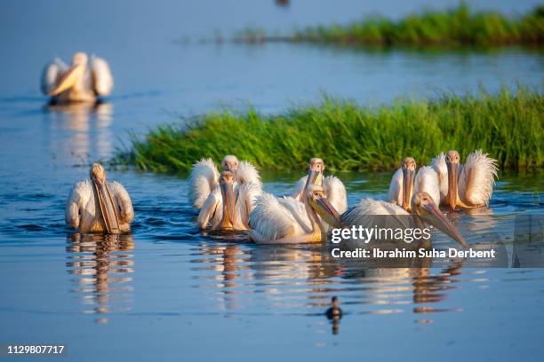 front shot of a flock of pelicans while they're swimming together in a lake - pelecanus crispus stock pictures, royalty-free photos & images
