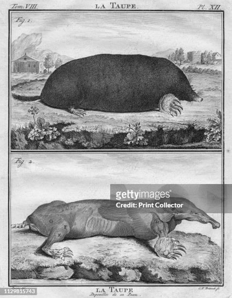 La Taupe & La Taupe Depoiuillée de sa Peau', circa 1763. The mole, and the mole without its skin. The "Histoire Naturelle, générale et particulière,...