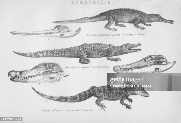 Crocodilia', 19th century. 'Gavialis gangeticus. Indian Crocodile of Gavial; Crocodilus vulgaris. Nile Crocodile; Jacare sclerops. Spectacled...