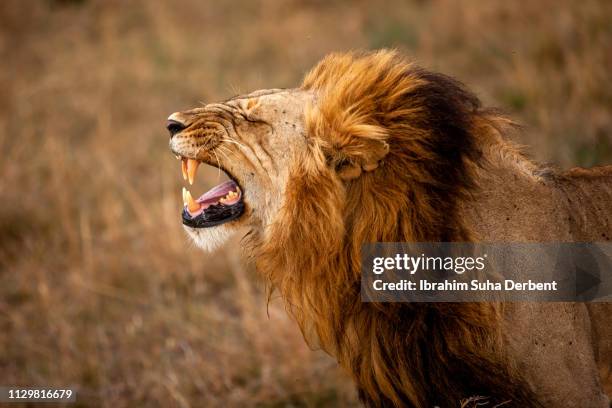 side medium shot of a lion that is showing its teeth - halbnahe-einstellung stock-fotos und bilder