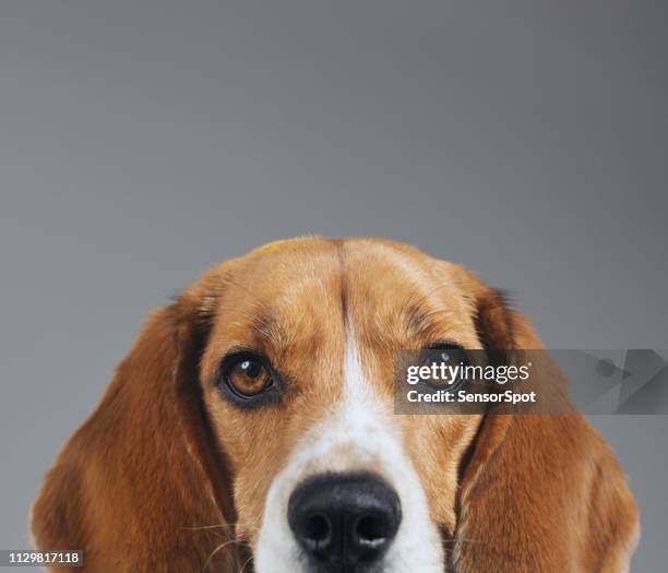 half face studio portrait of beagle dog against gray background - beckoning stock pictures, royalty-free photos & images