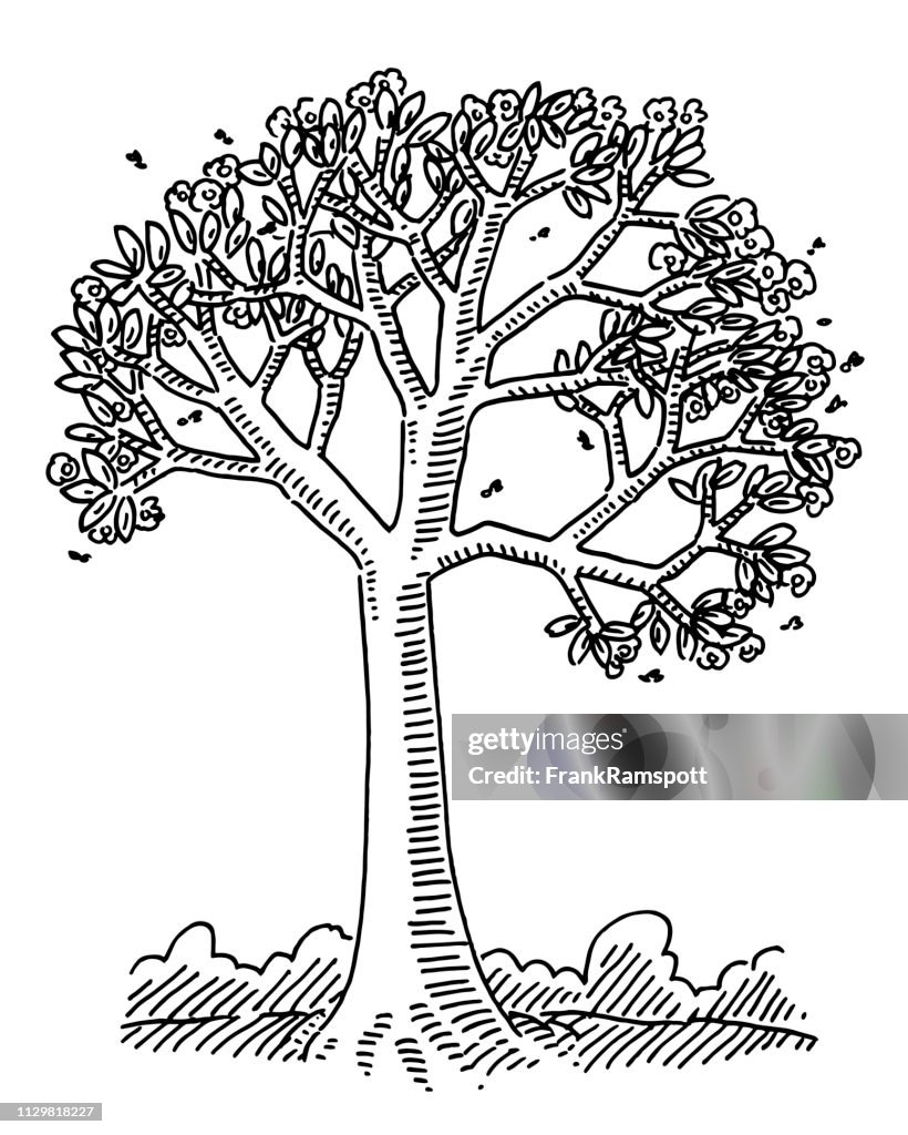 Tree In The Spring Drawing Spring Blossom Tree Nature Drawing High-Res Vector Graphic - Getty Images