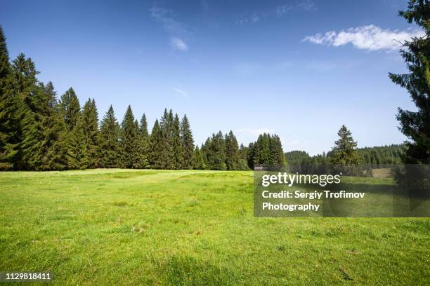 glade in green forest, bavaria - clareira imagens e fotografias de stock
