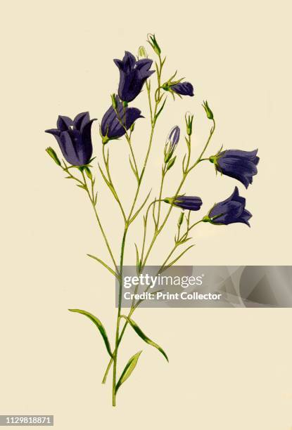 'Harebell', 1877. Harebell, - a perennial flowering plant, native to grassland and heaths. From "Familiar Wild Flowers", figured and described by F....