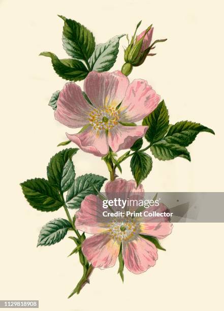 'Dog-Rose', 1877. Dog-Rose, , climbing, wild rose and deciduous shrub, high in certain antioxidants. From "Familiar Wild Flowers", figured and...
