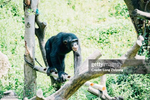 a closeup of female chimpanzee - 正面圖 stock pictures, royalty-free photos & images