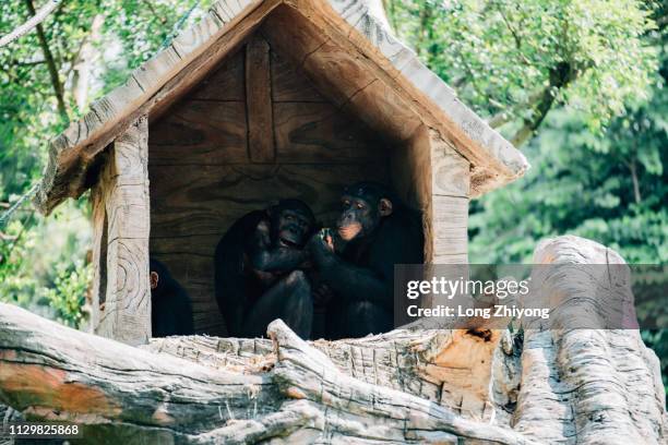 Chimp In House 165 Chimpanzee House Stock Photos, High-Res Pictures, and Images ...