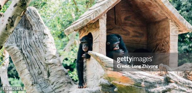 Chimp In House 164 Chimpanzee House Stock Photos, High-Res Pictures, and Images ...