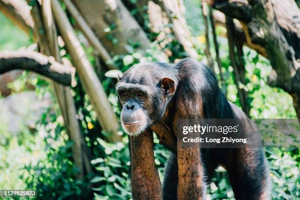 a closeup of female chimpanzee - 畫像 stock pictures, royalty-free photos & images