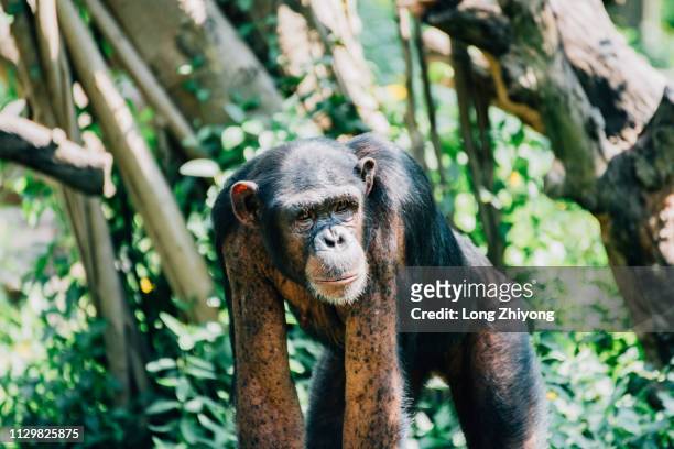 a closeup of female chimpanzee - 注視鏡頭 stock-fotos und bilder
