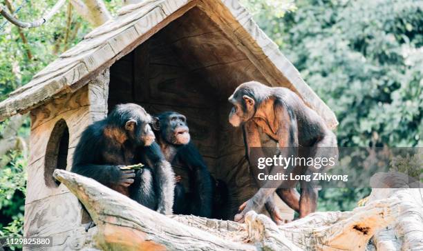 Chimp In House 165 Chimpanzee House Stock Photos, High-Res Pictures, and Images ...