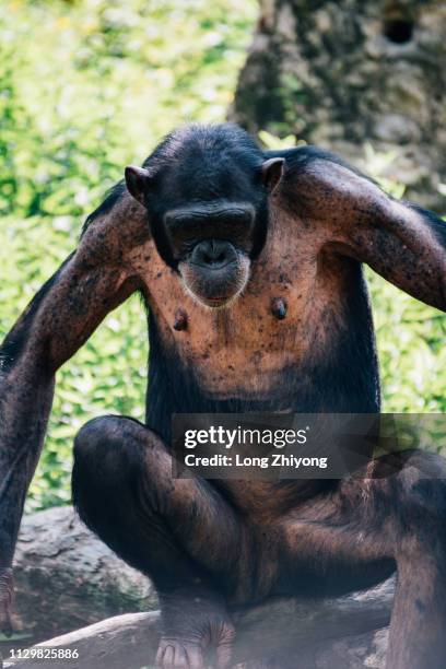 a closeup of female chimpanzee - 注視鏡頭 stock-fotos und bilder