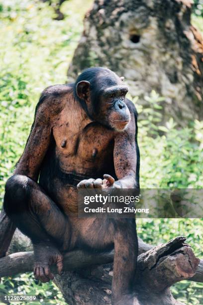 a closeup of female chimpanzee - 畫像 stockfoto's en -beelden