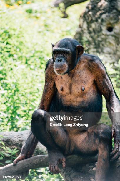 a closeup of female chimpanzee - 注視鏡頭 stock-fotos und bilder