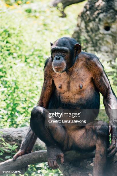 a closeup of female chimpanzee - 畫像 stock pictures, royalty-free photos & images