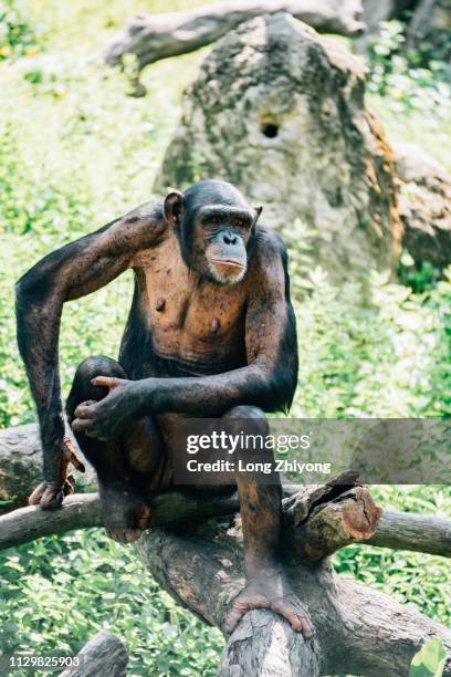 a closeup of female chimpanzee - 畫像 stockfoto's en -beelden
