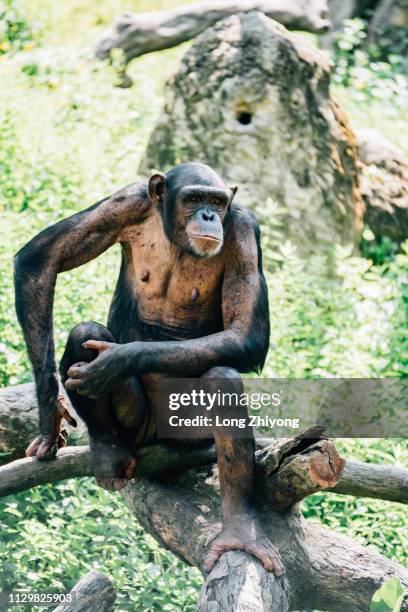 a closeup of female chimpanzee - 正面圖 stock pictures, royalty-free photos & images