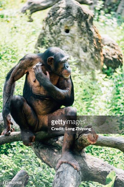 a closeup of female chimpanzee - 畫像 stockfoto's en -beelden