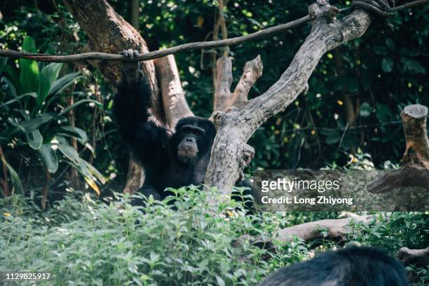 a male chimpanzee - 注視鏡頭 stock-fotos und bilder