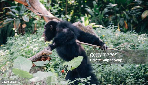 an angry male chimpanzee - angry monkey stock pictures, royalty-free photos & images