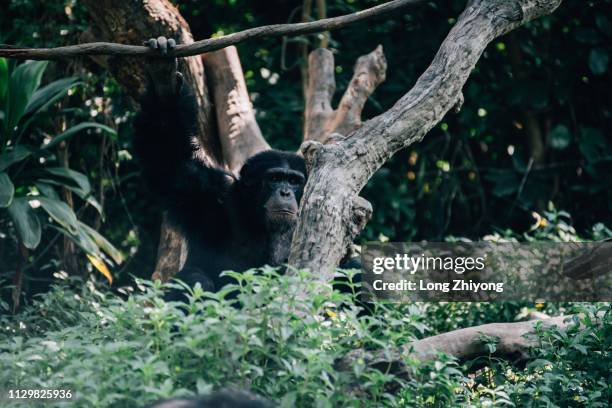 a male chimpanzee - 注視鏡頭 stock-fotos und bilder