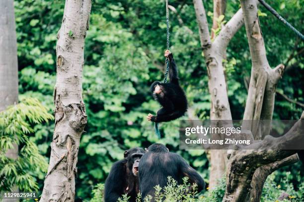 a group of chimpanzee play - 愛玩耍的 stock pictures, royalty-free photos & images